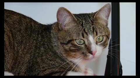 Cat Photography