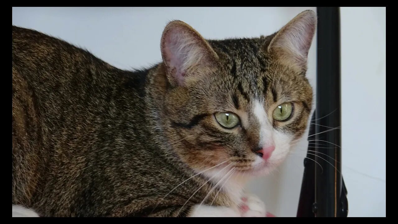 Cat Photography