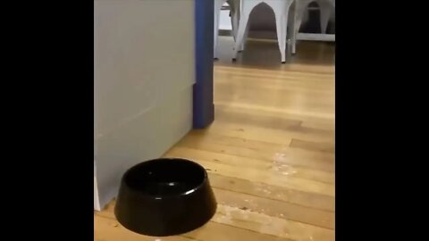 Cute Puppies Doing Funny Things, Cutest Puppies in the Worlds