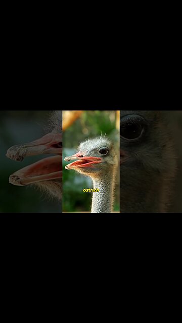 An Ostrich Eyes!
