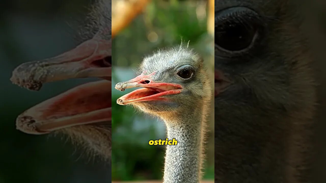 An Ostrich Eyes!