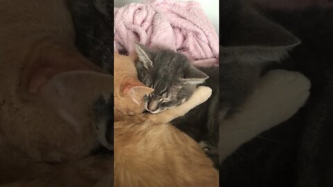 cute cuddling cats