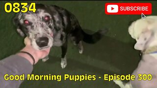 [0834] GOOD MORNING PUPPIES - EPISODE 300 [#dogs #doggos #doggies #puppies #dogdaycare]