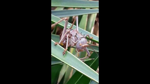 Unique insect in south africa very shocked