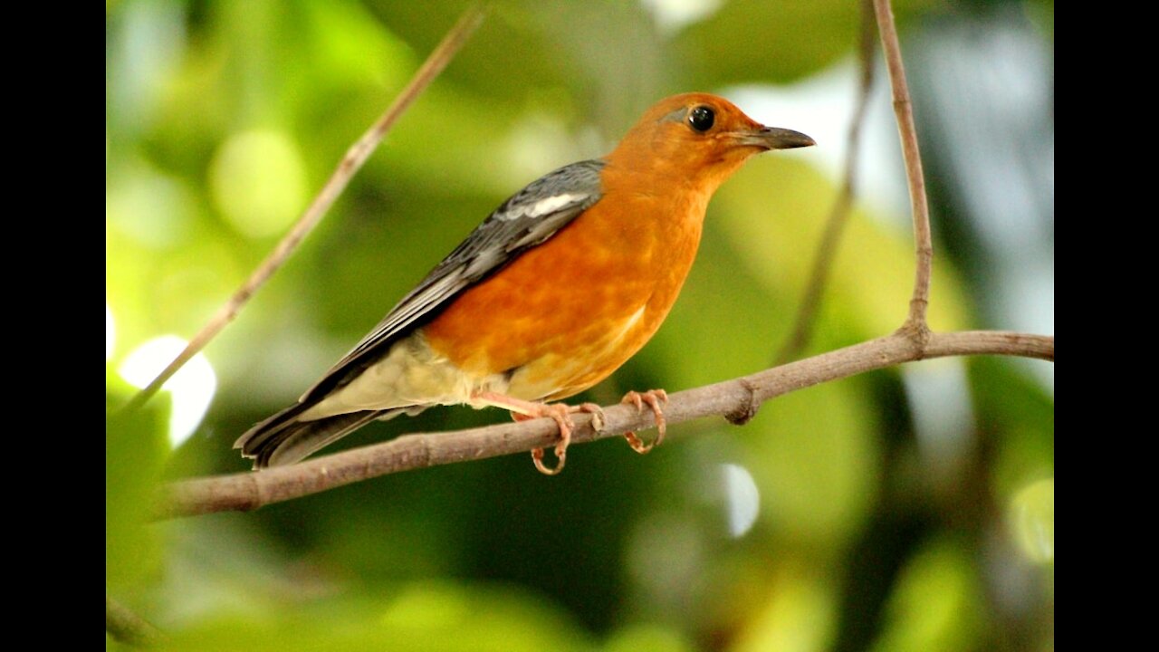 Ocean, Beautiful Birds, Beautiful Instrumental Music