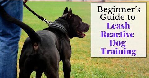 Leash reactive dog Training- Dog reactivity Training in good steps