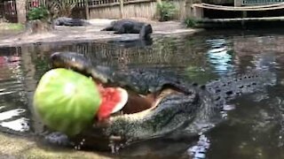 Jacaré destrói melancia gigante com facilidade