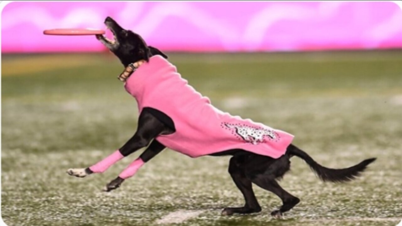 Dog sets frisbee record for longest catch during Canadian football game