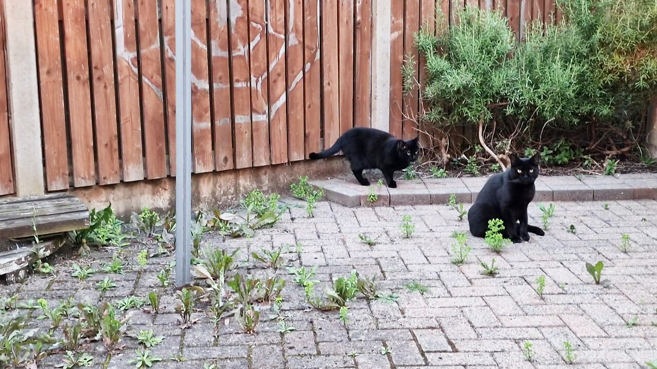 Watching Kitten Luna and Kitten Thor in the backyard