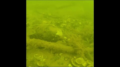 something spooked the bluegill