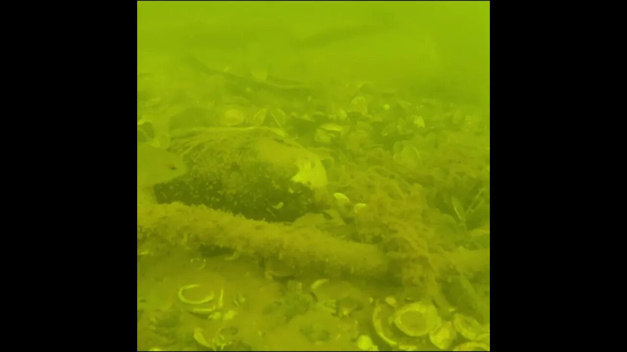 something spooked the bluegill