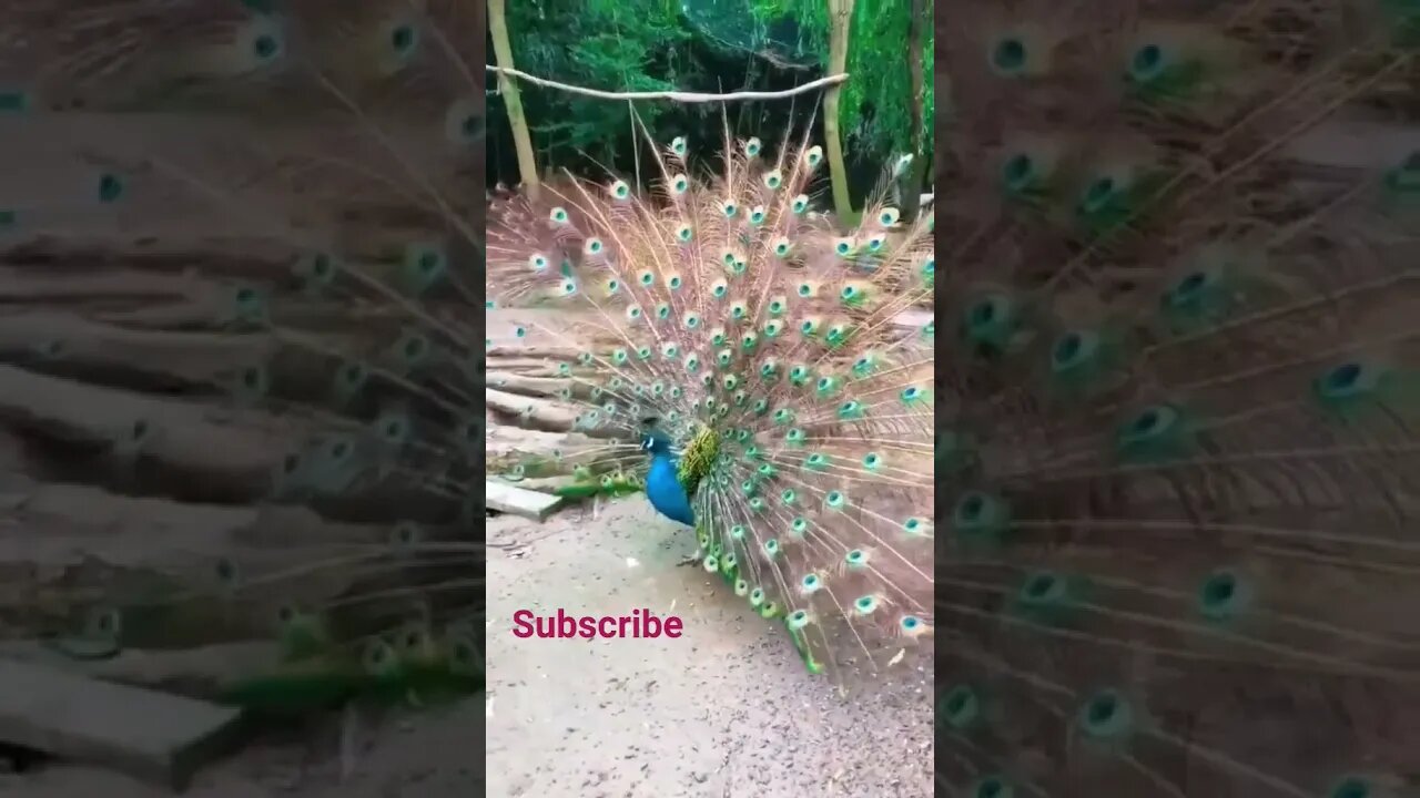 A peacock danced in the forest #2023 #villagelife