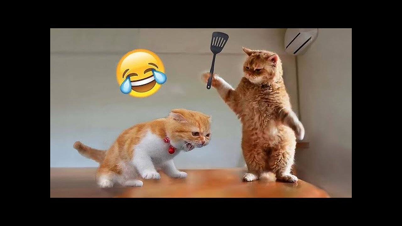 Funniest Cats and Dogs πΆπ± | Funny Animal Videos #1