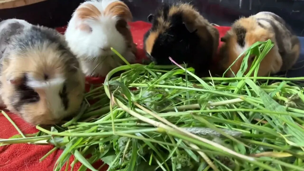 Guinea pigs eating and enjoying fresh grass