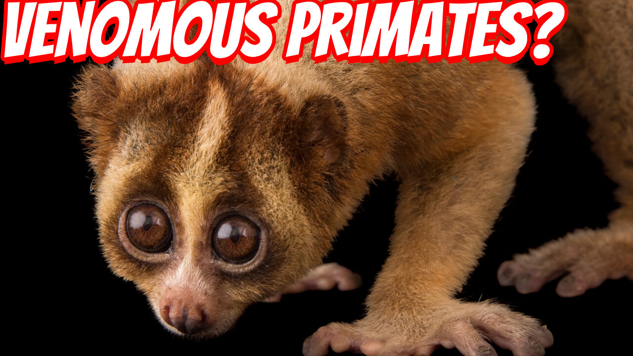 The Rare And Cute Slow Loris?