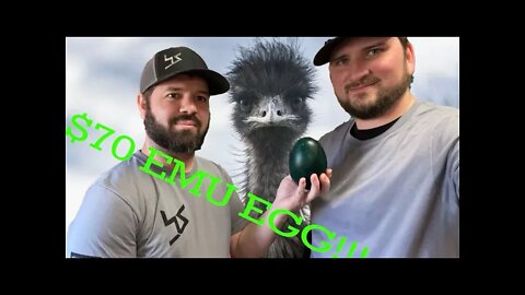 Cooking an EMU EGG...IS IT WORTH $70!!!!!