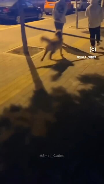 Be Happy- Animal ♥️