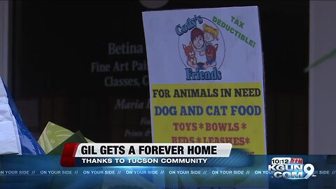 Gil the 'Wonder Dog' gets a forever home