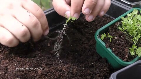 How to Grow Celeriac: Transplanting