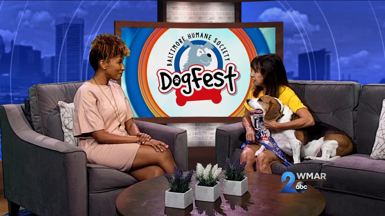 DogFest 2019