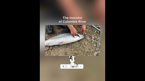 Monster of Columbia River