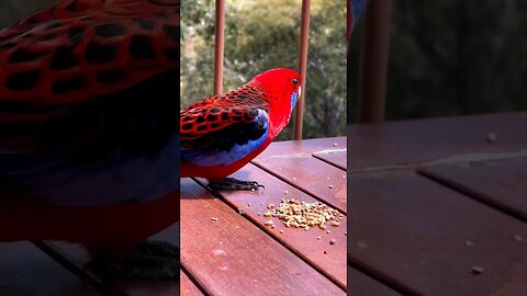 The beauty of a Crimson Rosella l #shorts l #crimsonrosella l @BikisAviary