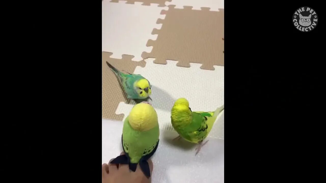 Try Not To Laugh | Funny Birds Video Compilation