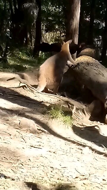 How Kinky Got Her Name 🦘&Tail End Communications😂 🦘🥰🦃🦃