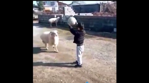 The Professional Goat