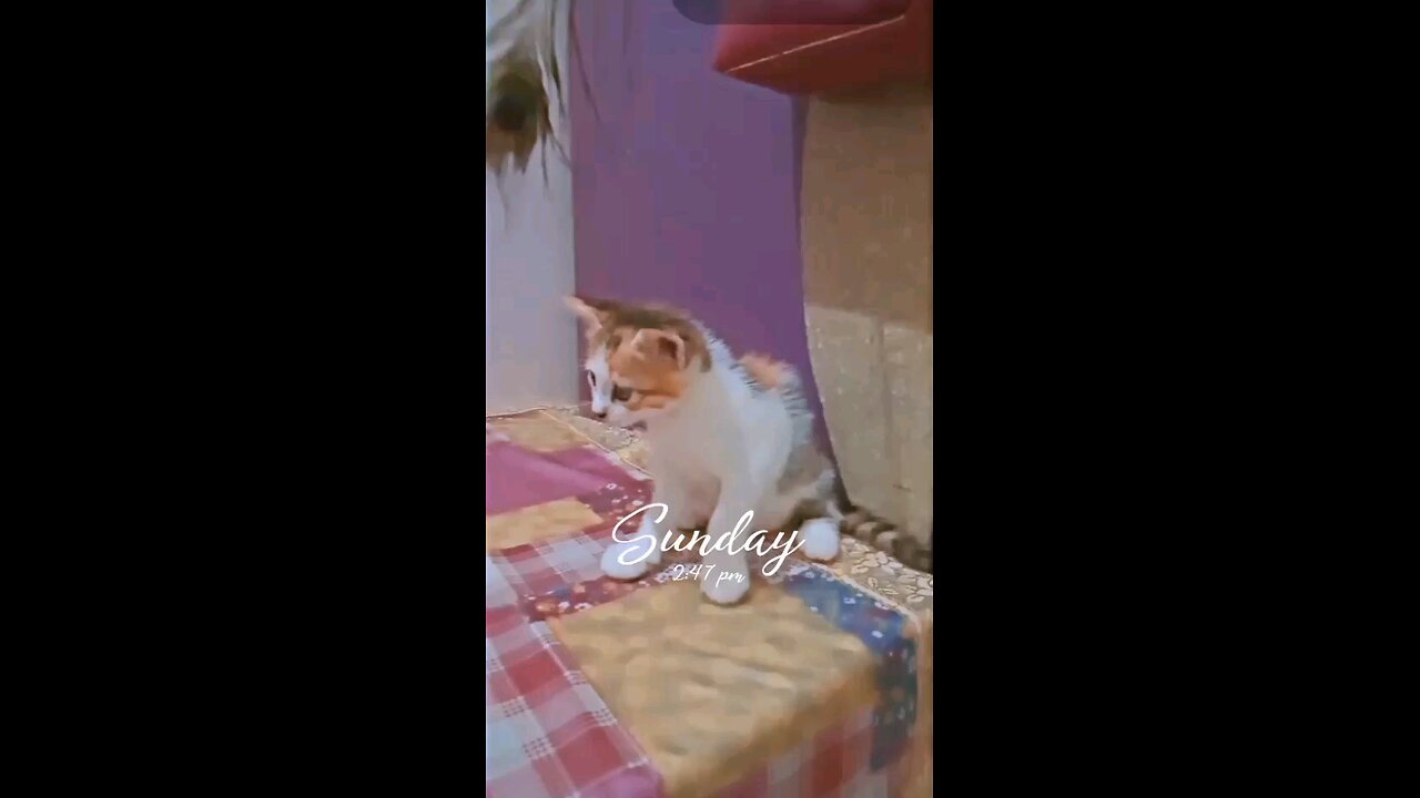 cute pet playing