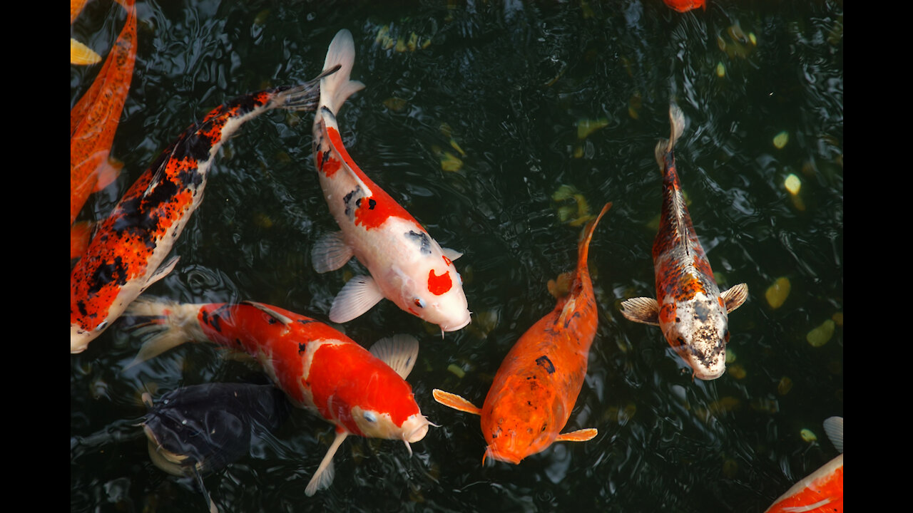 Fish in Pond