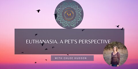 Euthanasia. A Pet's Perspective.