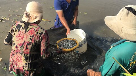 People use fishing nets on the river.