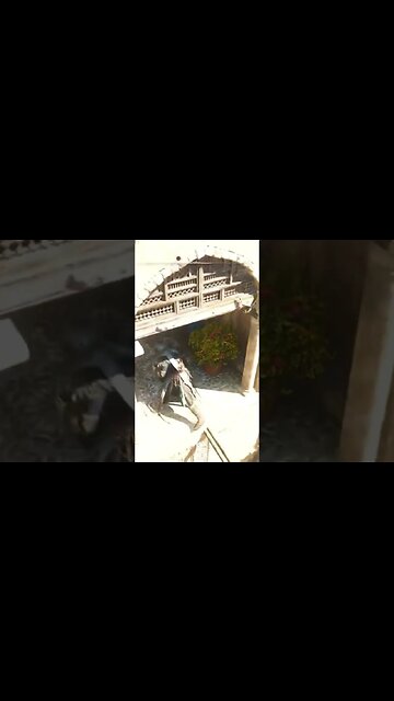 Münzen dem Delegierten #assassinscreedmirage #fullgame #marocsmile