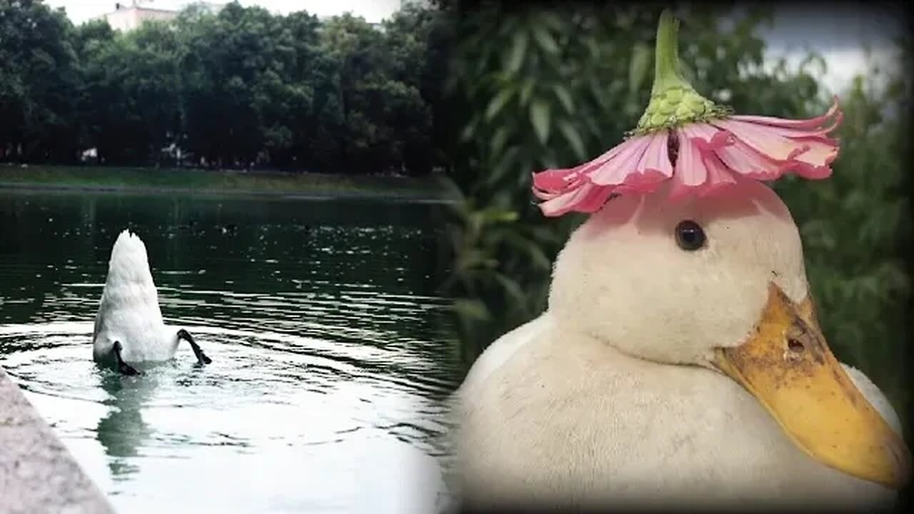 I took my duck to the park - Duck's day out