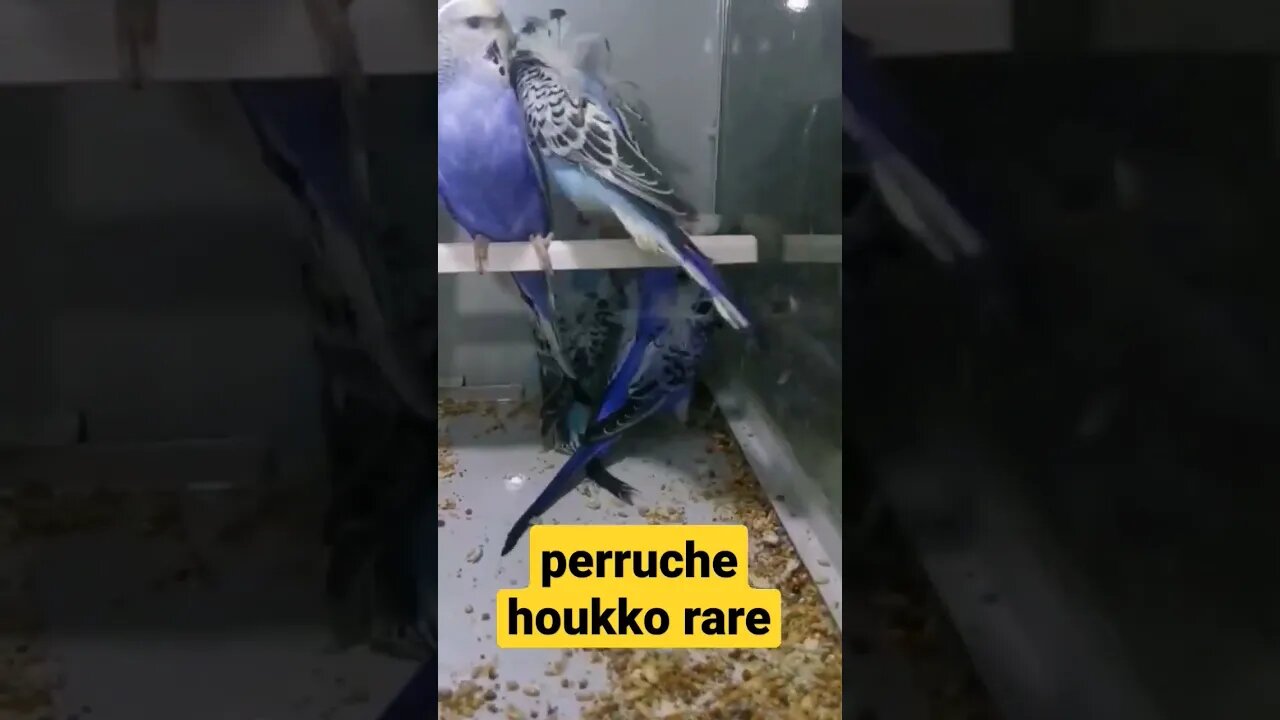 perruche houkko rare