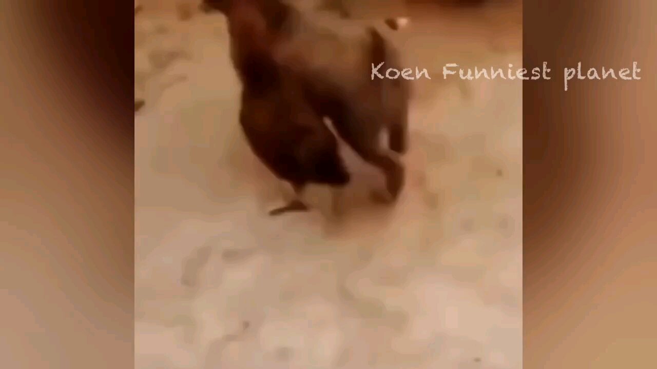 Hen creating Problems to Dog 🐕 Funny video 😅😅