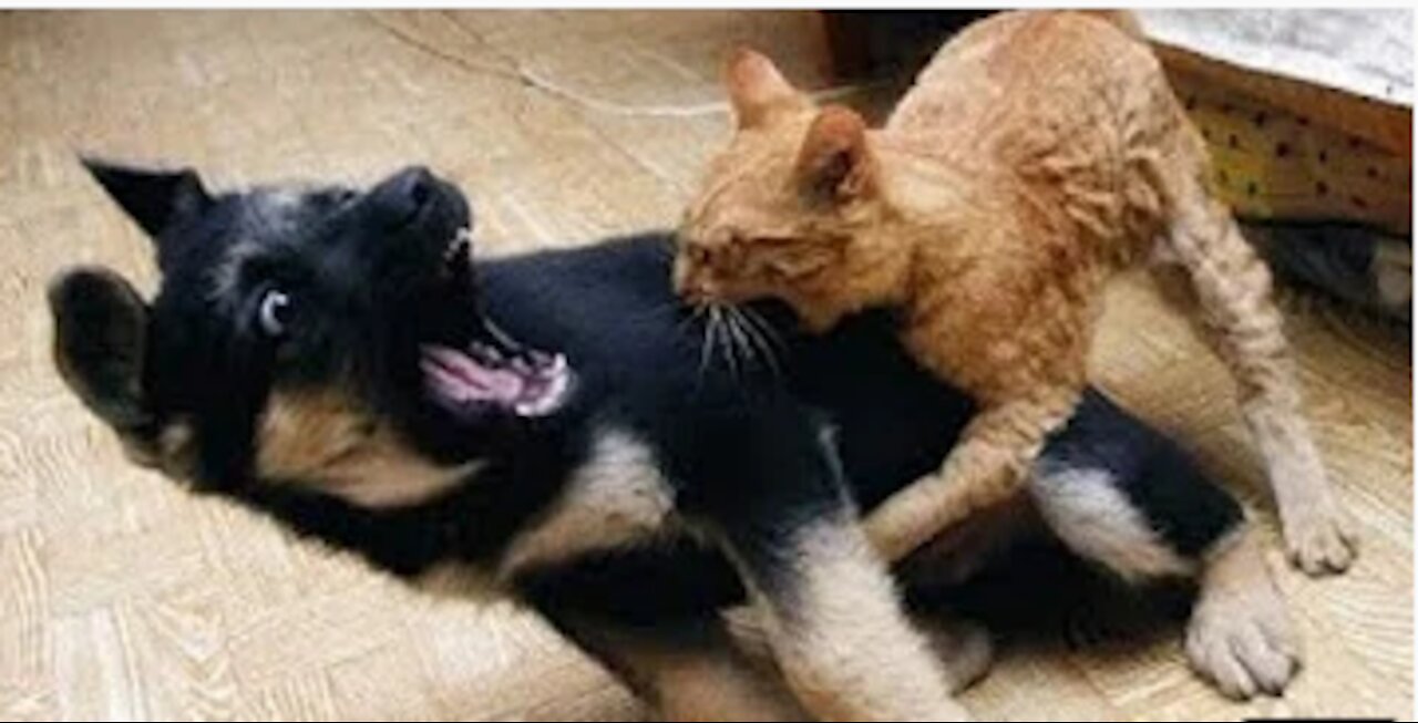 Cats vs Dogs fights - angry cats vs dogs funny compilation