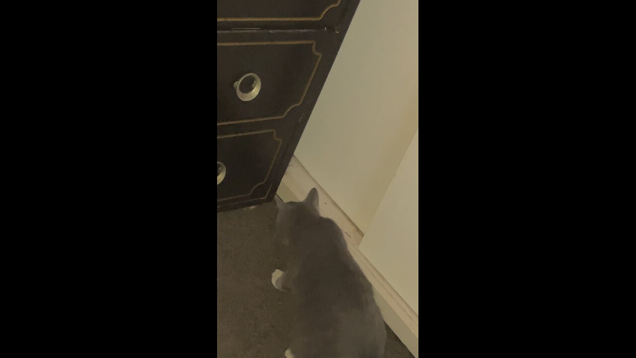 Kitten corners raccoon to play