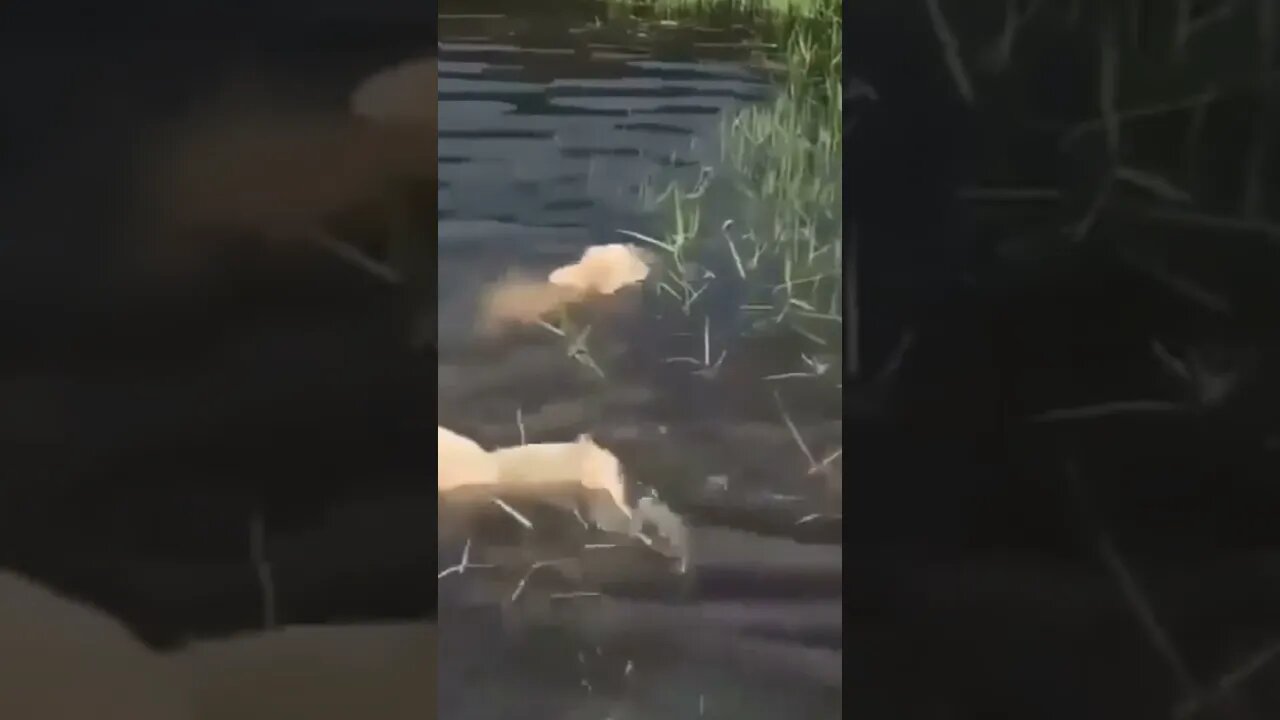 Wow.. Puppy 🐕 is Swimming | #Shorts #Animals #Puppy