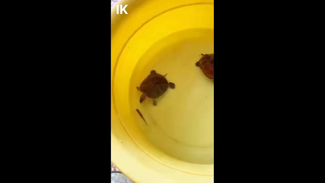 Turtle Catching Fish