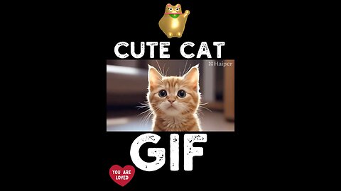 Cute Cat Gif