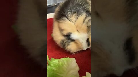 Cute Guinea pig cleaning