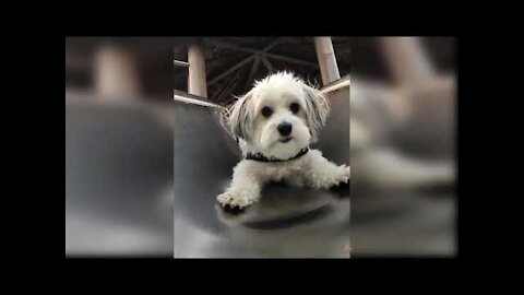 Cutest Puppies Ever| WARNING You Want A Puppy After Watching