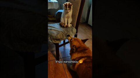 #shorts Смешные животные из Тик Ток 65 Funny animals from Tik Tok