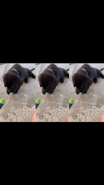 Who’s name is Diesel? Dog:Hey, that’s my name!