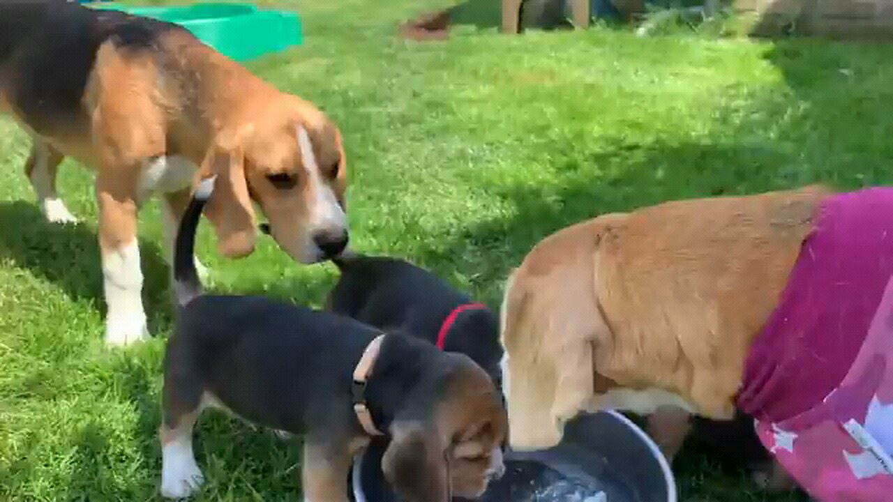 puppy fighting