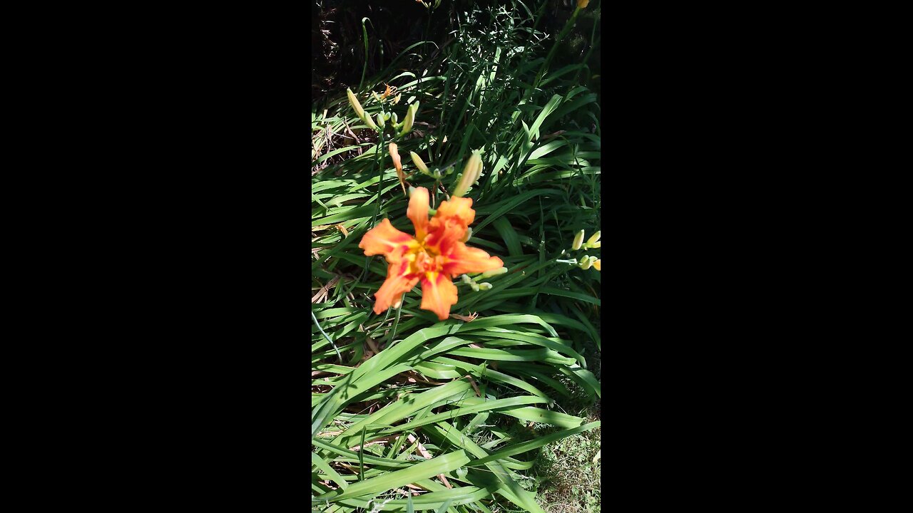 orange day Lilly walk