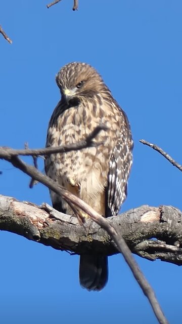 Red-shouldered Hawk Juvenile🐦Predator Perch