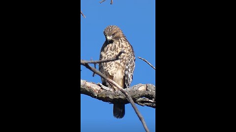 Red-shouldered Hawk Juvenile🐦Predator Perch